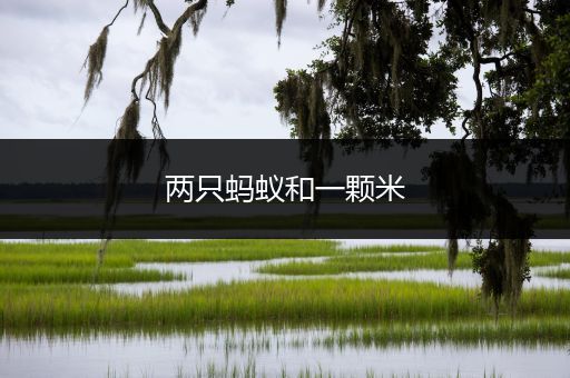两只蚂蚁和一颗米