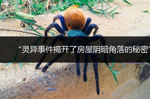 “灵异事件揭开了房屋阴暗角落的秘密”