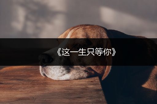《这一生只等你》