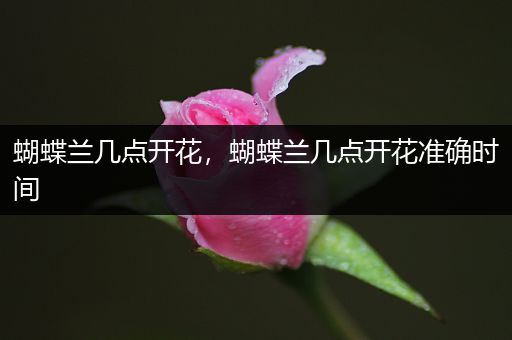 蝴蝶兰几点开花，蝴蝶兰几点开花准确时间