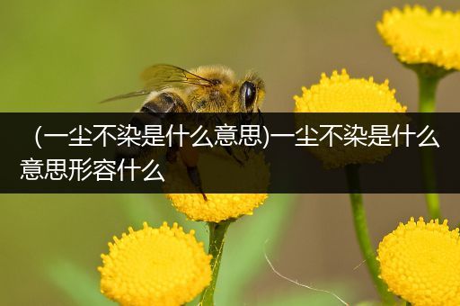 （一尘不染是什么意思)一尘不染是什么意思形容什么