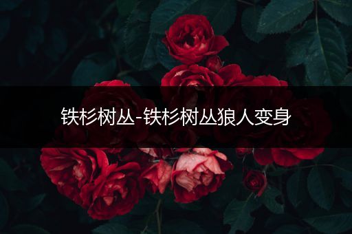 铁杉树丛-铁杉树丛狼人变身