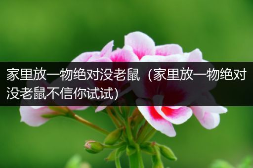 家里放一物绝对没老鼠（家里放一物绝对没老鼠不信你试试）