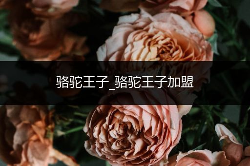 骆驼王子_骆驼王子加盟