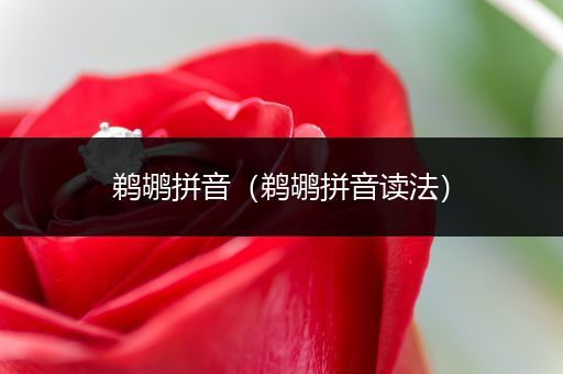 鹈鹕拼音（鹈鹕拼音读法）