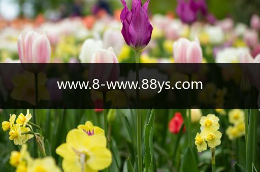 www.8-www.88ys.com