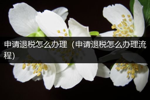申请退税怎么办理（申请退税怎么办理流程）