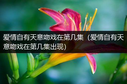 爱情自有天意吻戏在第几集（爱情自有天意吻戏在第几集出现）