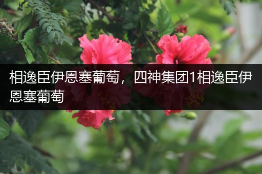相逸臣伊恩塞葡萄，四神集团1相逸臣伊恩塞葡萄