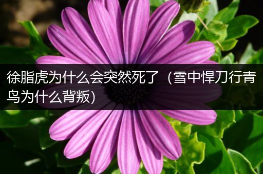 徐脂虎为什么会突然死了（雪中悍刀行青鸟为什么背叛）