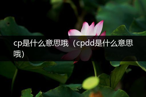 cp是什么意思哦（cpdd是什么意思哦）