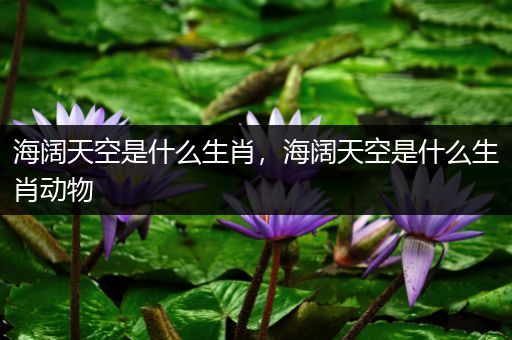 海阔天空是什么生肖，海阔天空是什么生肖动物