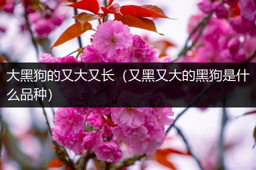 大黑狗的又大又长（又黑又大的黑狗是什么品种）