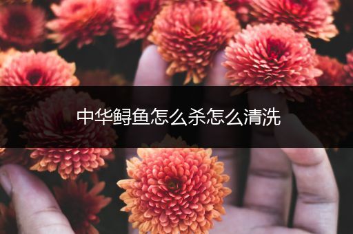 中华鲟鱼怎么杀怎么清洗