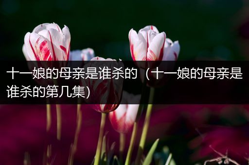 十一娘的母亲是谁杀的（十一娘的母亲是谁杀的第几集）