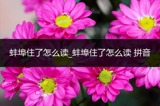 蚌埠住了怎么读_蚌埠住了怎么读 拼音