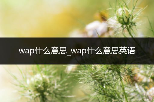 wap什么意思_wap什么意思英语