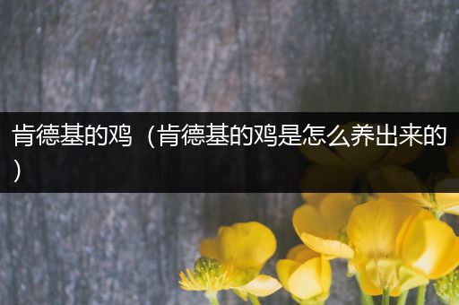 肯德基的鸡（肯德基的鸡是怎么养出来的）