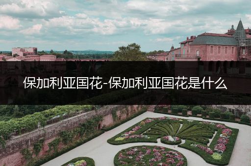 保加利亚国花-保加利亚国花是什么