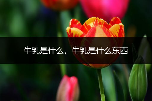 牛乳是什么，牛乳是什么东西