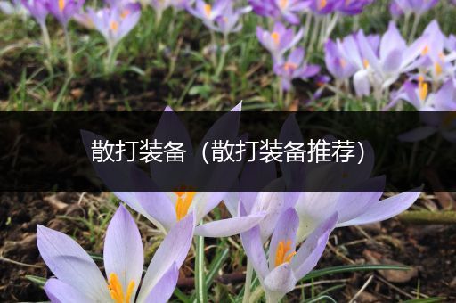 散打装备（散打装备推荐）