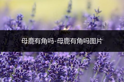 母鹿有角吗-母鹿有角吗图片