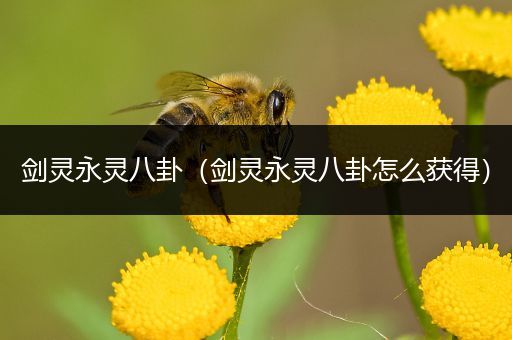 剑灵永灵八卦（剑灵永灵八卦怎么获得）