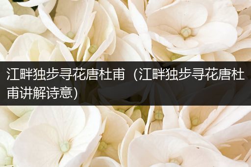 江畔独步寻花唐杜甫（江畔独步寻花唐杜甫讲解诗意）
