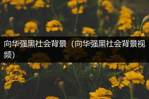 向华强黑社会背景（向华强黑社会背景视频）