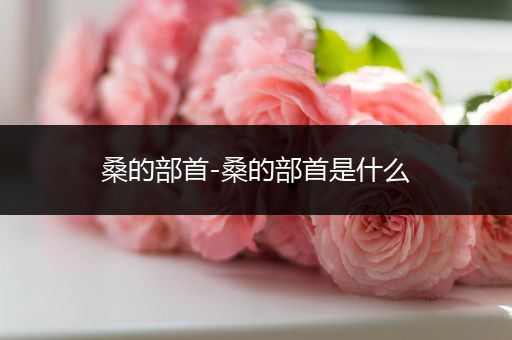 桑的部首-桑的部首是什么