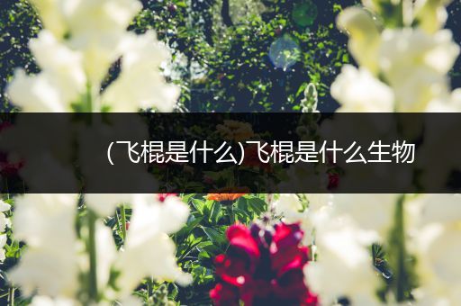 （飞棍是什么)飞棍是什么生物