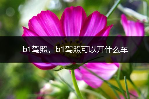 b1驾照，b1驾照可以开什么车
