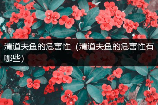 清道夫鱼的危害性（清道夫鱼的危害性有哪些）