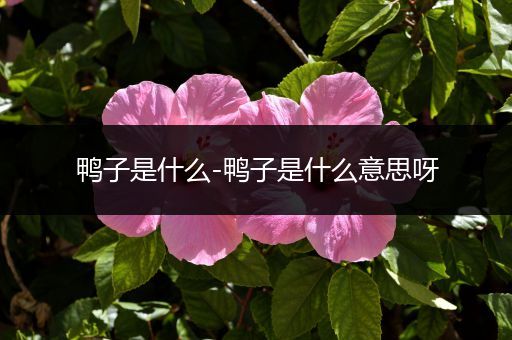 鸭子是什么-鸭子是什么意思呀