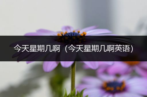 今天星期几啊(今天星期几啊英语)
