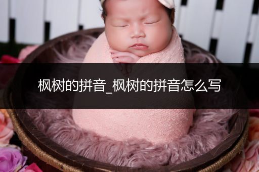枫树的拼音_枫树的拼音怎么写