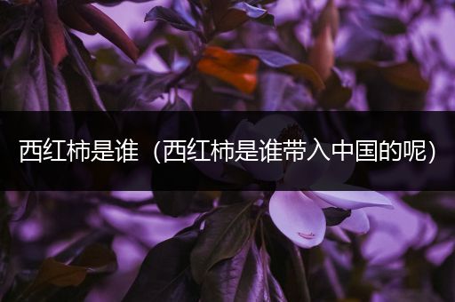 西红柿是谁(西红柿是谁带入中国的呢)