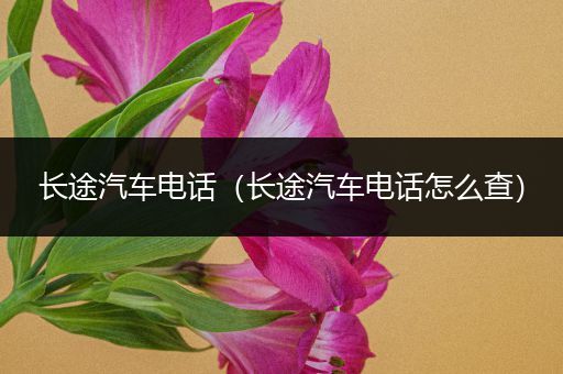 长途汽车电话(长途汽车电话怎么查)