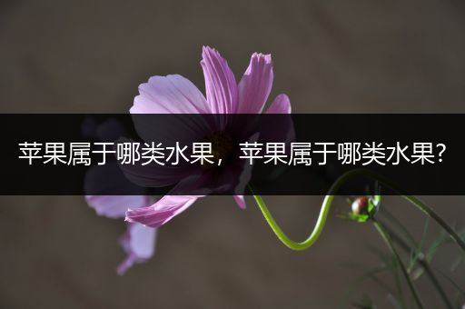 苹果属于哪类水果,苹果属于哪类水果?