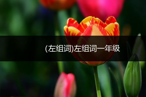 （左组词)左组词一年级
