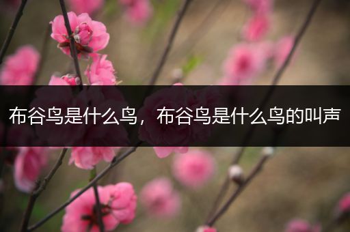 布谷鸟是什么鸟，布谷鸟是什么鸟的叫声