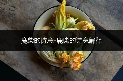 鹿柴的诗意-鹿柴的诗意解释