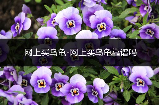 网上买乌龟-网上买乌龟靠谱吗