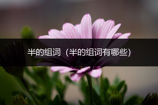 半的组词(半的组词有哪些)
