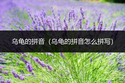 乌龟的拼音(乌龟的拼音怎么拼写)