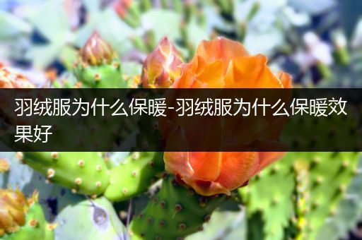 羽绒服为什么保暖-羽绒服为什么保暖效果好