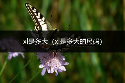 xl是多大(xl是多大的尺码)