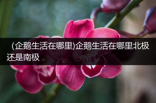 (企鹅生活在哪里)企鹅生活在哪里北极还是南极