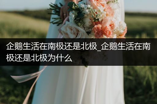 企鹅生活在南极还是北极_企鹅生活在南极还是北极为什么