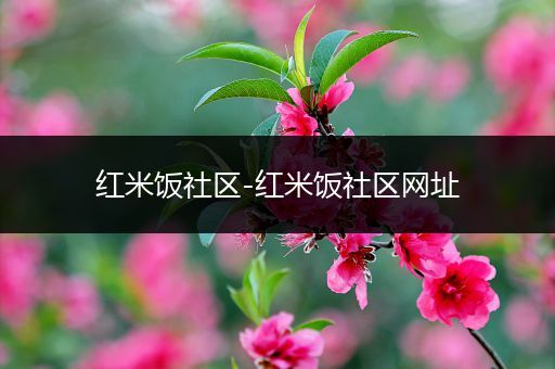 红米饭社区-红米饭社区网址